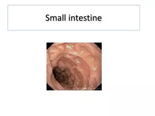 small intestine