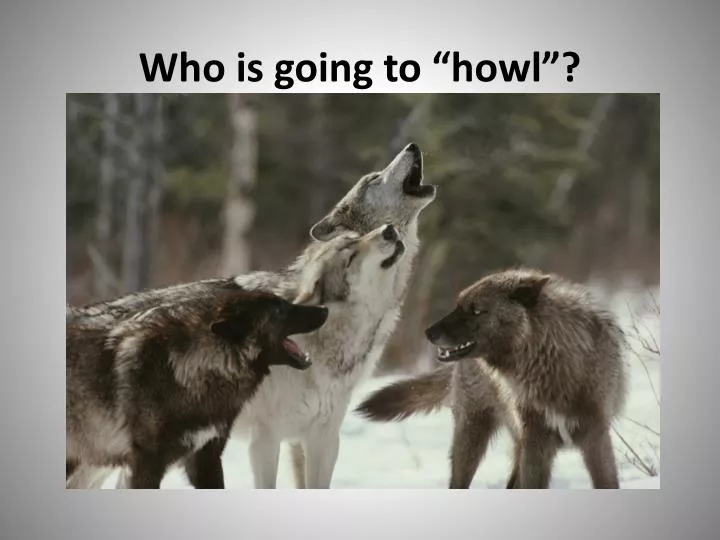 who is going to howl