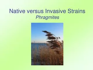 Native versus Invasive Strains Phragmites