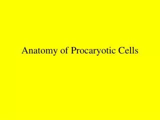 Anatomy of Procaryotic Cells
