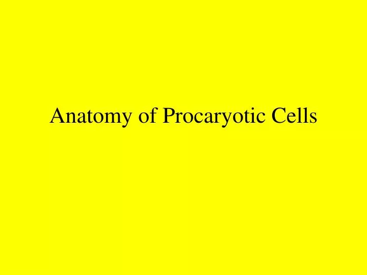 anatomy of procaryotic cells