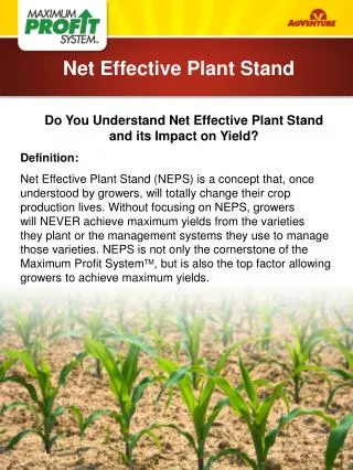 Do You Understand Net Effective Plant Stand and its Impact on Yield? Definition: