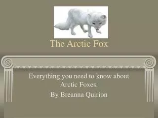 The Arctic Fox