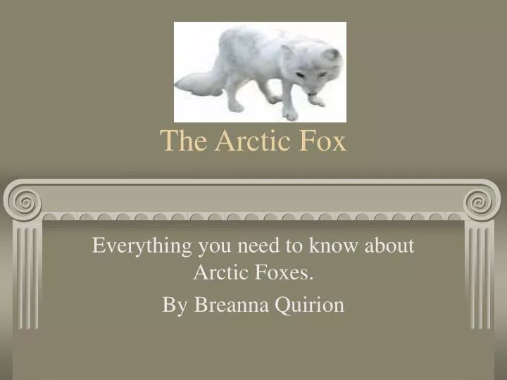 ARCTIC FOX: The Arctic Fox has a round body shape, short nose and legs, and  short, fluffy ears