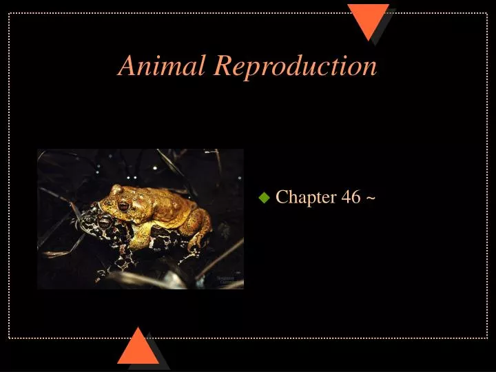 animal reproduction