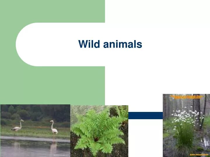 Ppt Wild Animals Powerpoint Presentation Free Download Id2736174