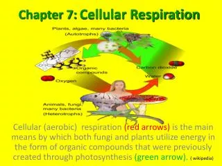 chapter 7 cellular respiration