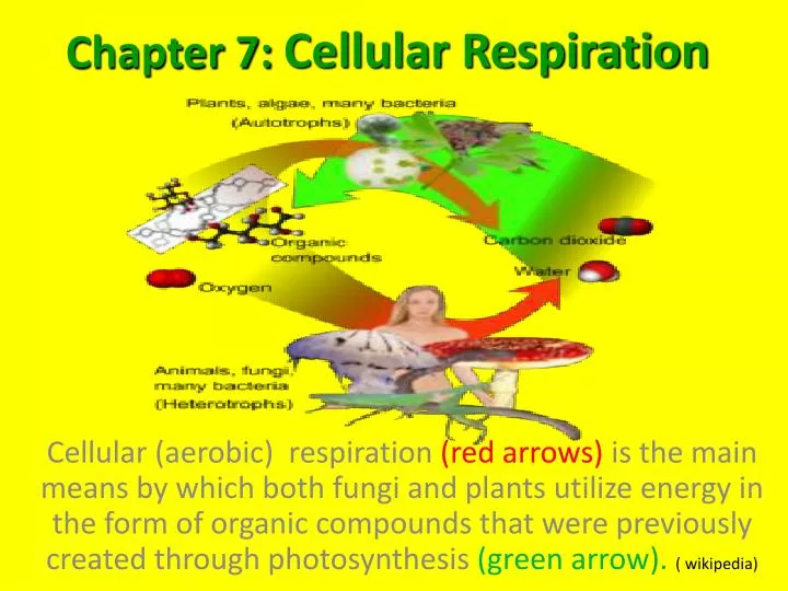 chapter 7 cellular respiration