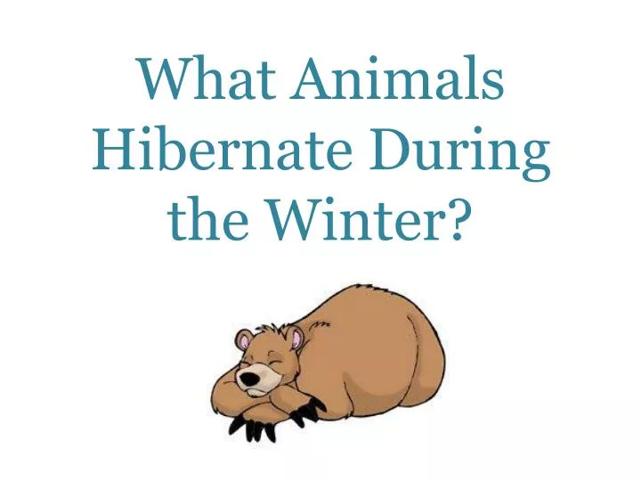 what animals hibernate during the winter