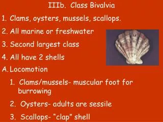 IIIb. Class Bivalvia Clams, oysters, mussels, scallops. All marine or freshwater