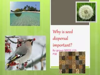 Why is seed dispersal important?