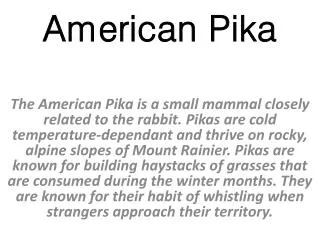 American Pika