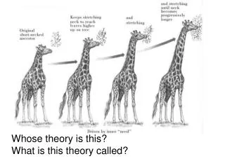 Whose theory is this? What is this theory called?