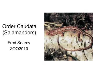 Order Caudata (Salamanders)