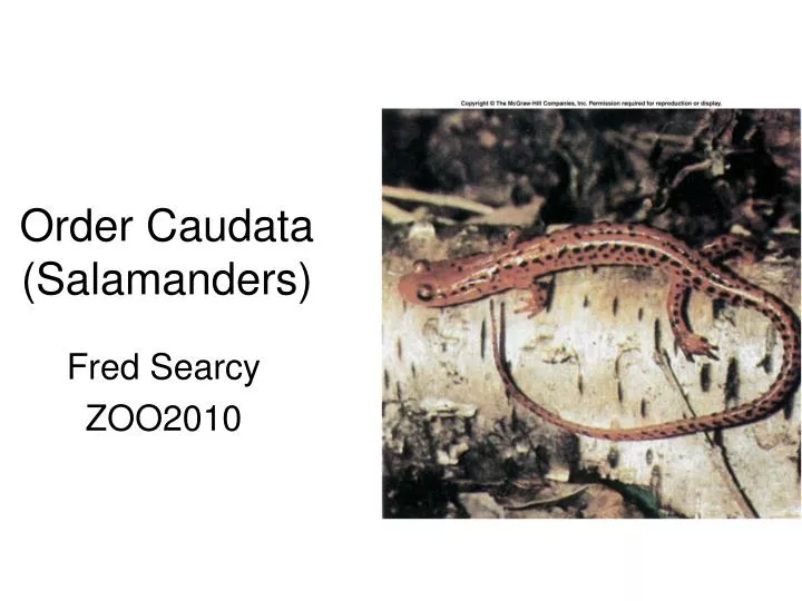order caudata salamanders