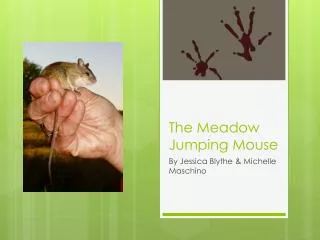 The Meadow Jumping Mouse