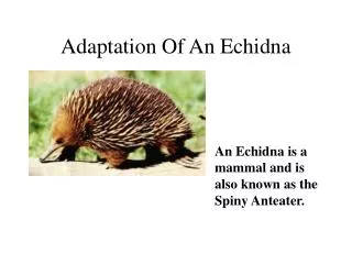 Adaptation Of An Echidna