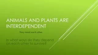 animals and plants are interdependent