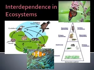 Interdependence in Ecosystems