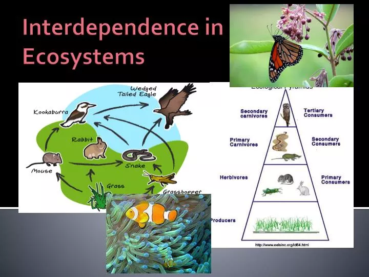 interdependence in ecosystems