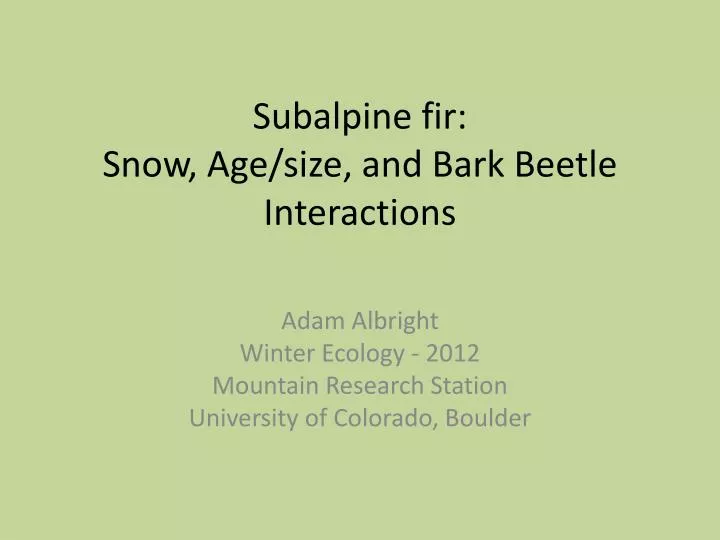 subalpine fir snow a ge size and b ark beetle i nteractions