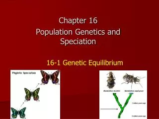 16 1 genetic equilibrium