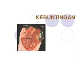 kebuntingan