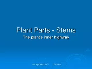 Plant Parts - Stems