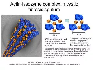 Actin-lysozyme complex in cystic fibrosis sputum