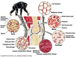 Types of connective Tissue