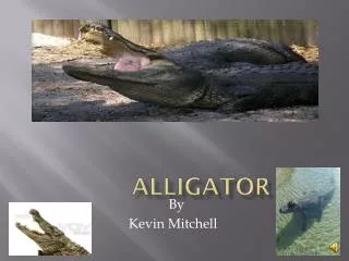 Alligator