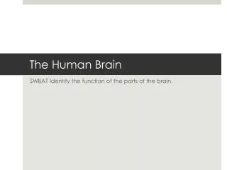 The Human Brain