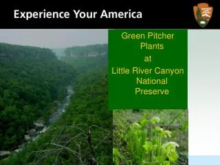 Green Pitcher Plants at Little River Canyon National Preserve