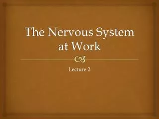 The Nervous System at Work