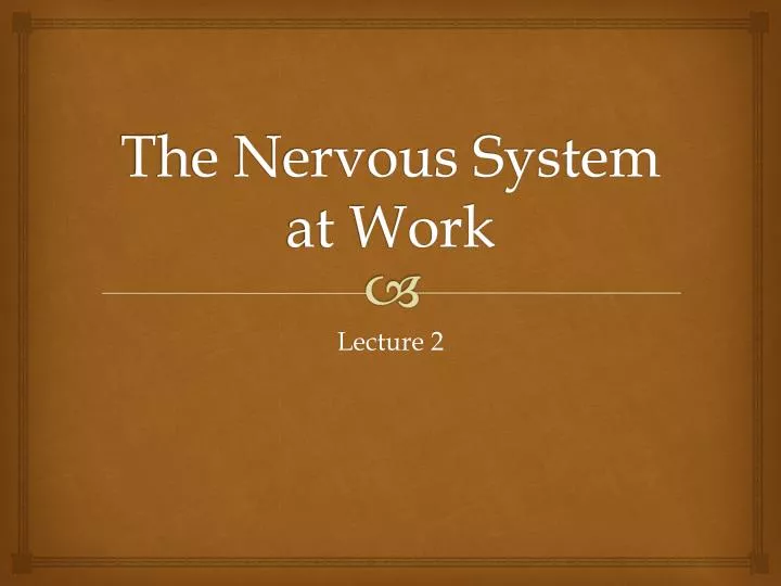 the nervous system at work