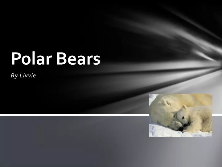 polar bears