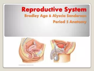Reproductive System Bradley Aga &amp; Alyscia Sanderson Period 5 Anatomy