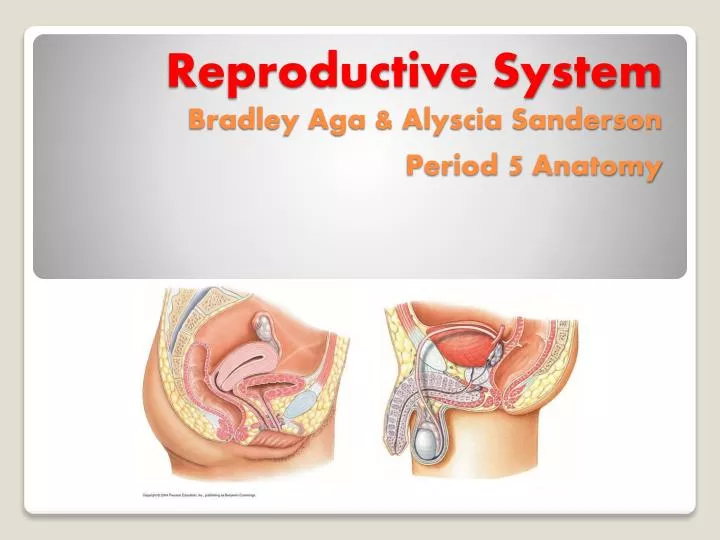 reproductive system bradley aga alyscia sanderson period 5 anatomy