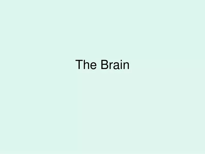 the brain