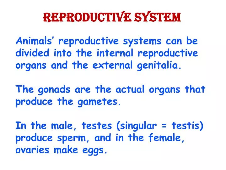 reproductive system