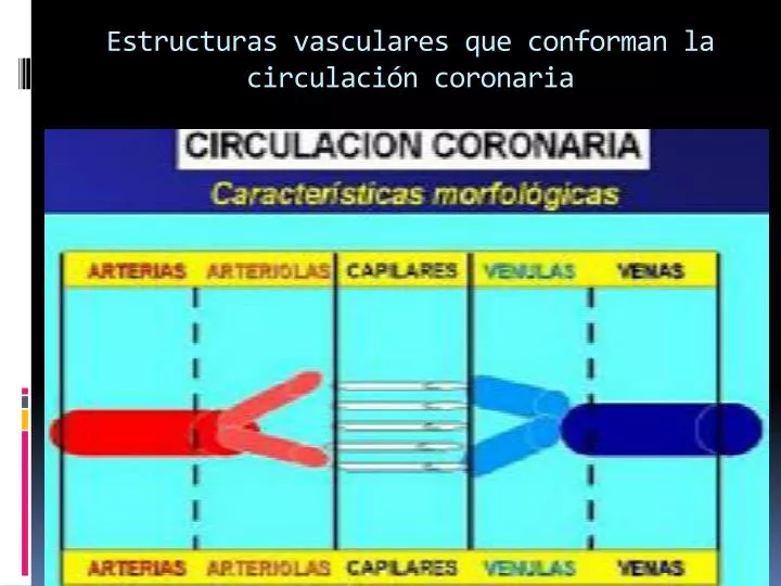 estructuras vasculares que conforman la circulaci n coronaria