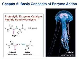 Chapter 6: Basic Concepts of Enzyme Action