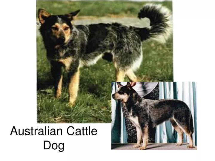 australian cattle dog