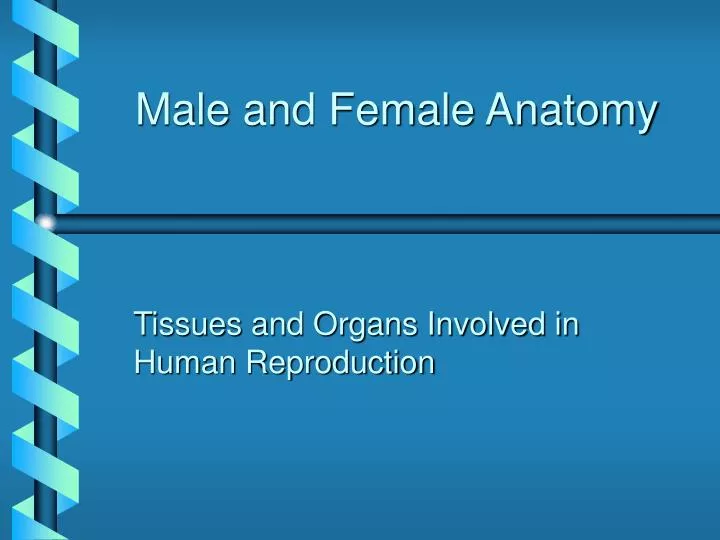 male and female anatomy