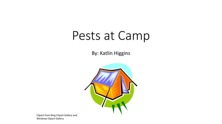 pests at camp