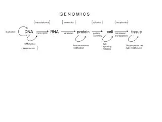 DNA