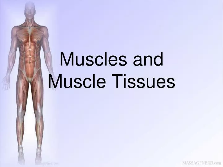 muscles and muscle tissues