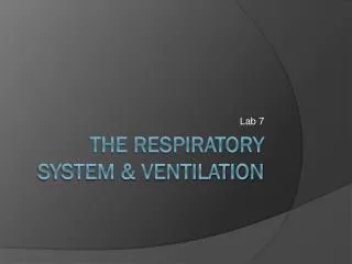The Respiratory System &amp; Ventilation