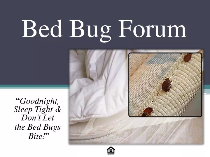 bed bug forum