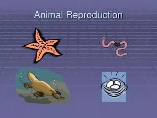 Animal Reproduction